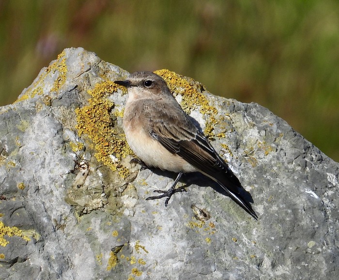 Eastern Black-eared Wheatear