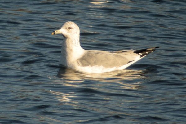 Ring-billed Gull