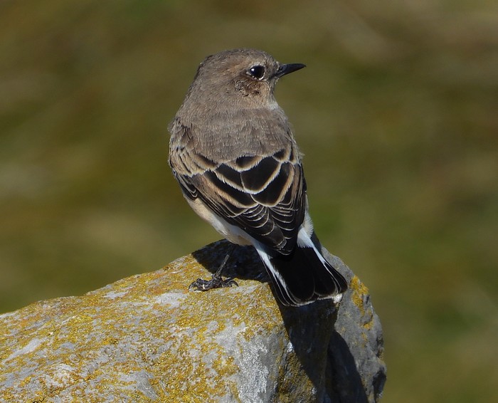 Eastern Black-eared Wheatear