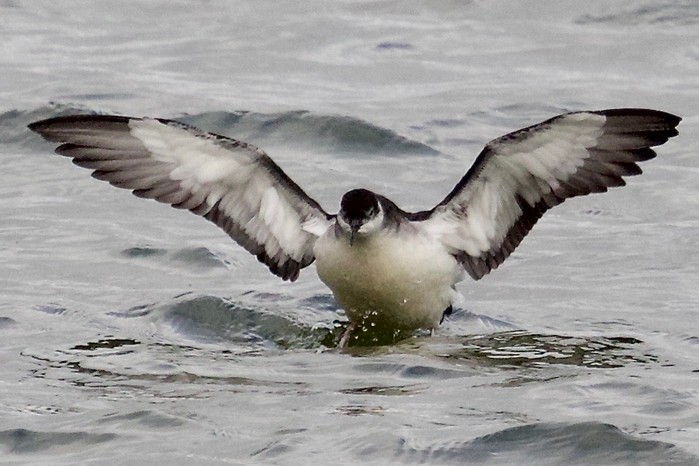 Manx Shearwater