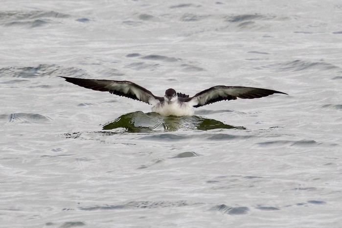 Manx Shearwater
