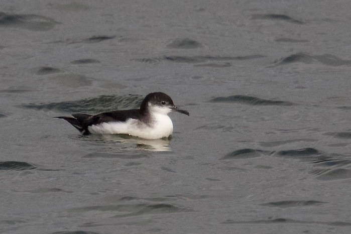 Manx Shearwater