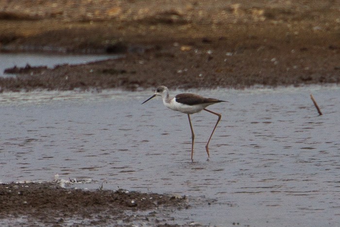 Black-winged Stilt