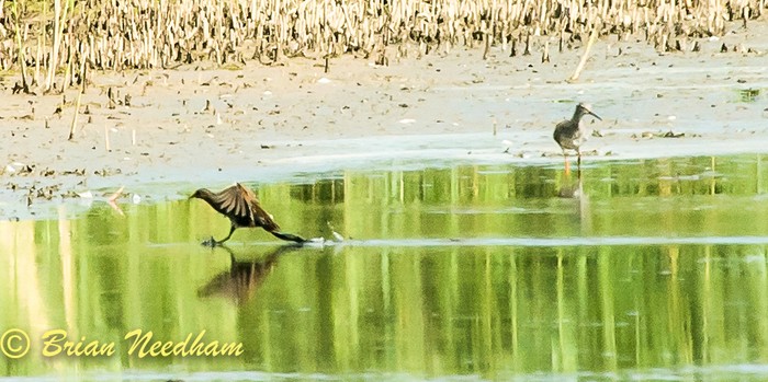 Spotted Crake