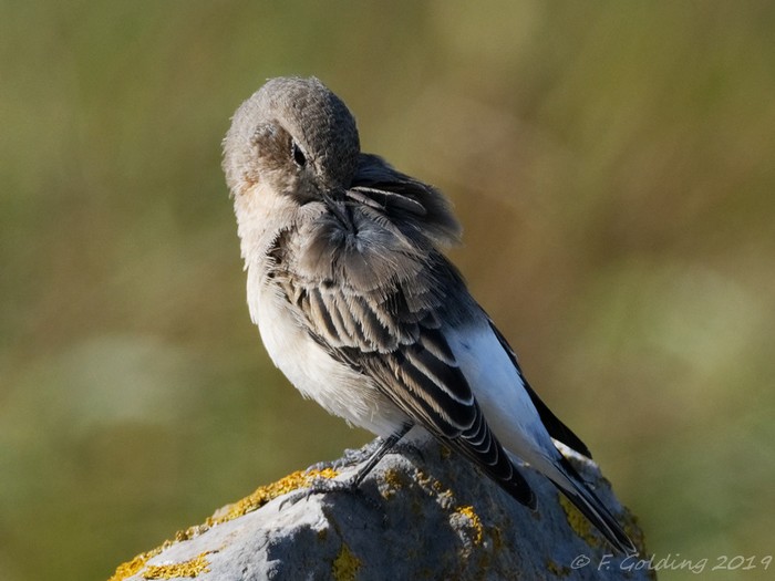 Eastern Black-eared Wheatear