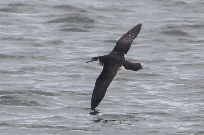 Manx Shearwater