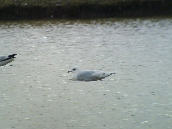 Iceland Gull