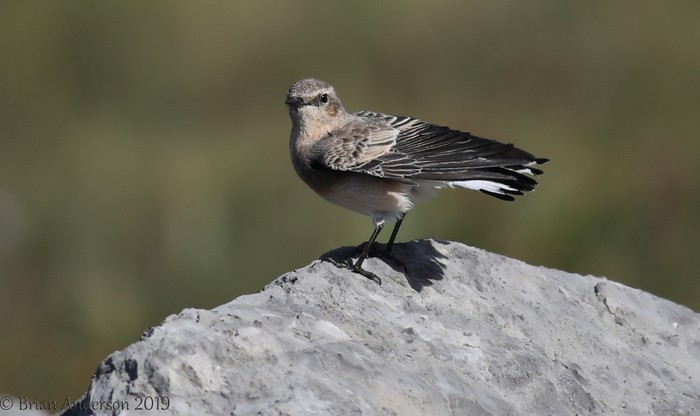 Eastern Black-eared Wheatear
