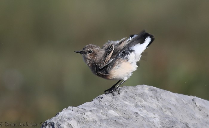 Eastern Black-eared Wheatear