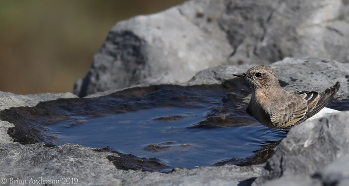 Eastern Black-eared Wheatear