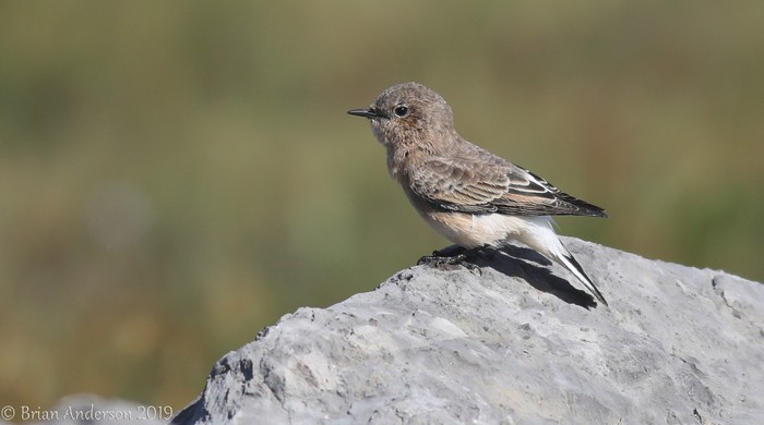 Eastern Black-eared Wheatear