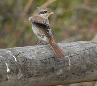 Red-backed Shrike