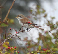 Red-backed Shrike