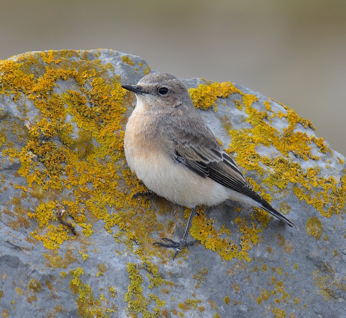 Eastern Black-eared Wheatear