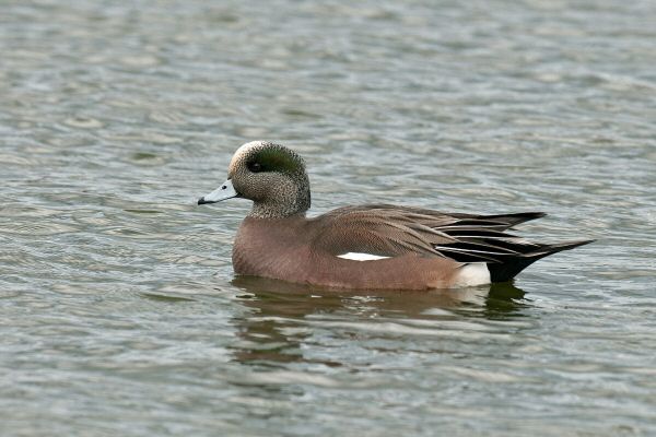 American Wigeon