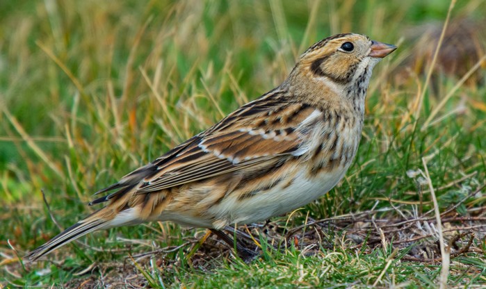 Lapland Bunting