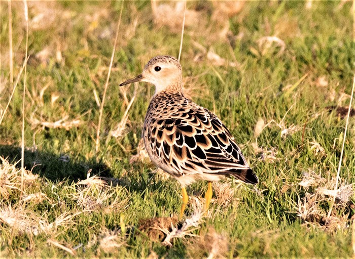 Buff-breasted Sandpiper