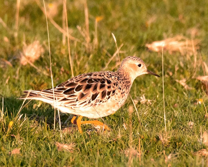 Buff-breasted Sandpiper