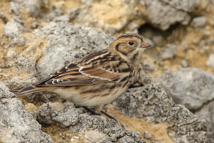 Lapland Bunting