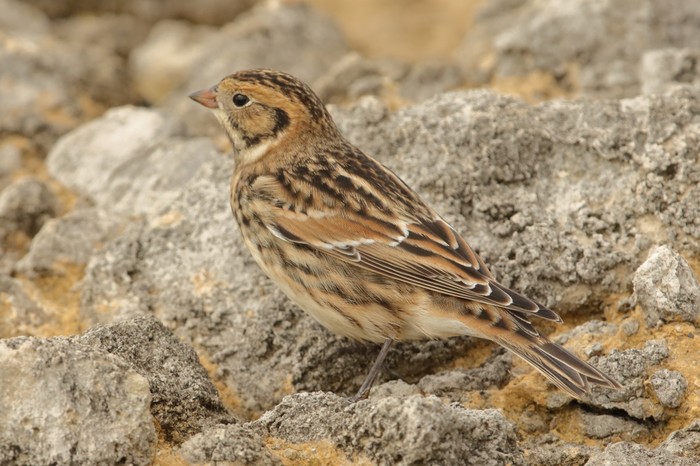 Lapland Bunting