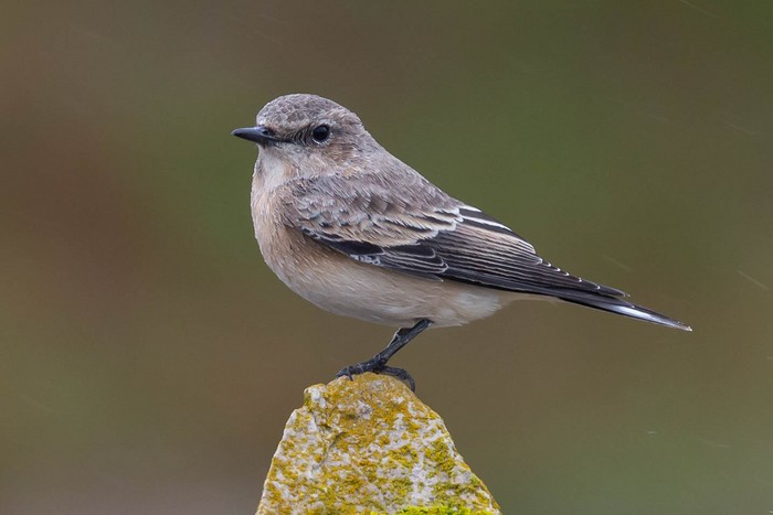Eastern Black-eared Wheatear