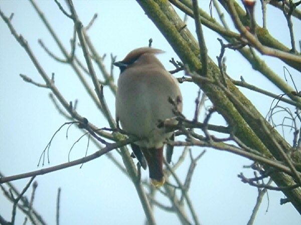 Waxwing