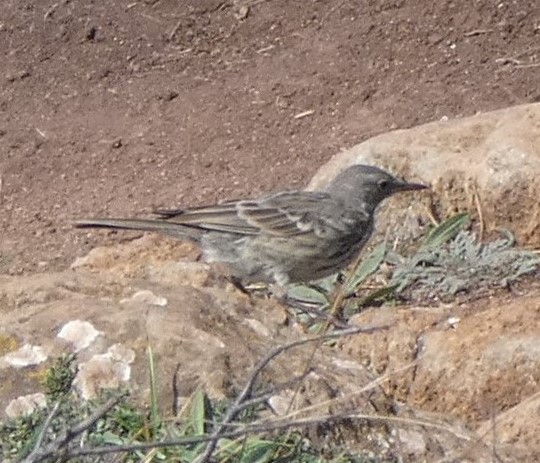 Rock Pipit