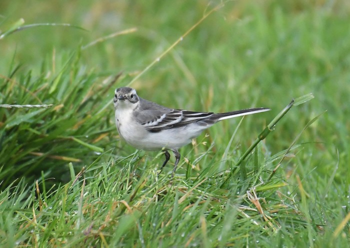 Citrine Wagtail