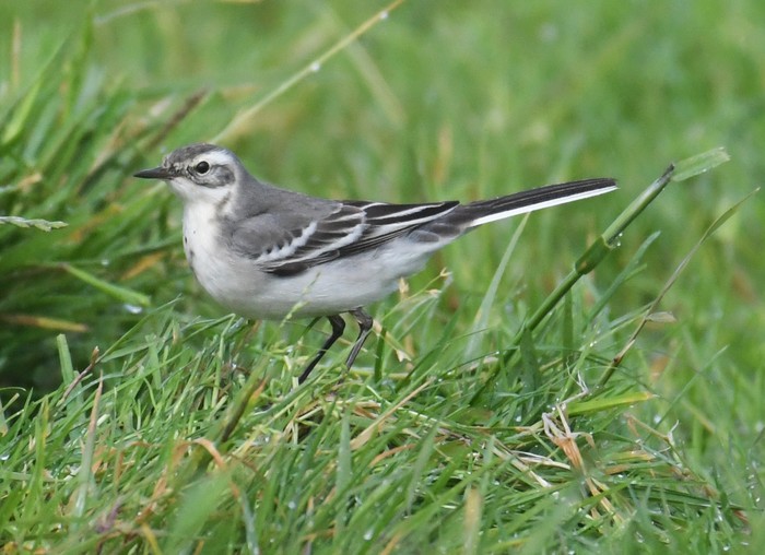 Citrine Wagtail
