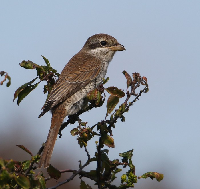 Red-backed Shrike