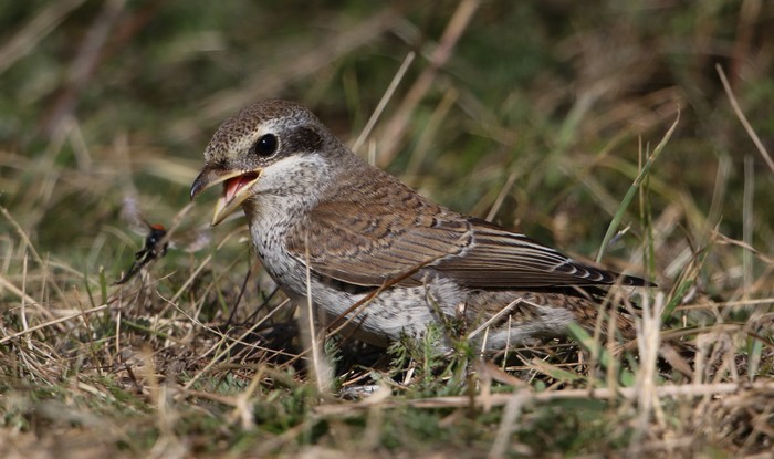 Red-backed Shrike