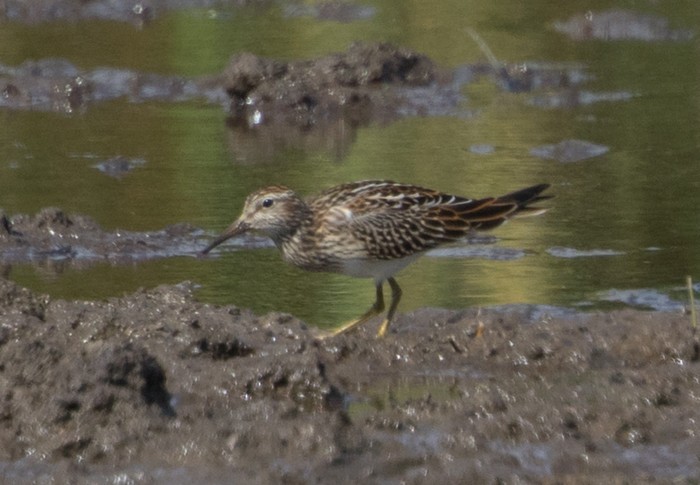 Pectoral Sandpiper