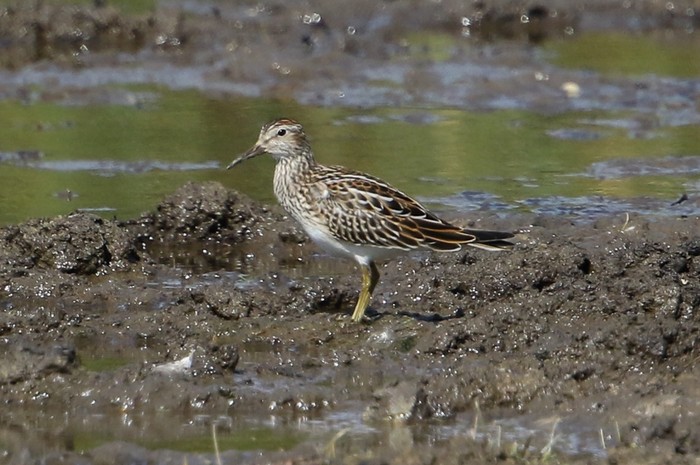 Pectoral Sandpiper