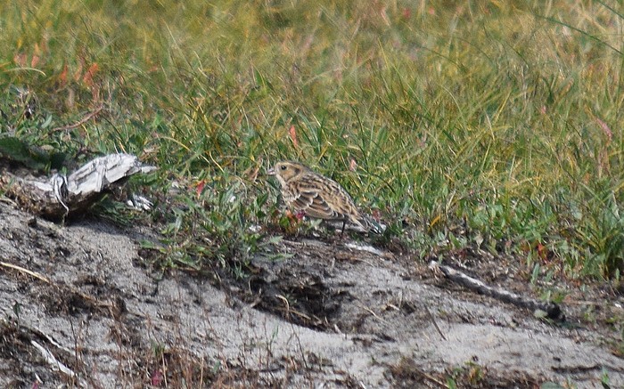 Lapland Bunting