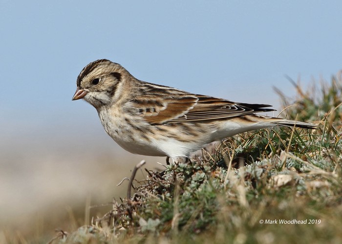 Lapland Bunting