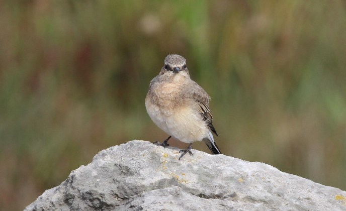Eastern Black-eared Wheatear