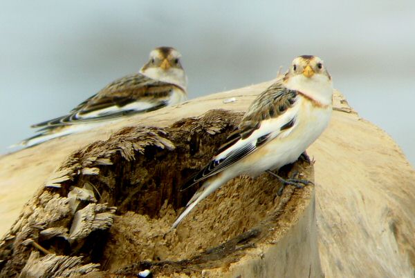 Snow Bunting