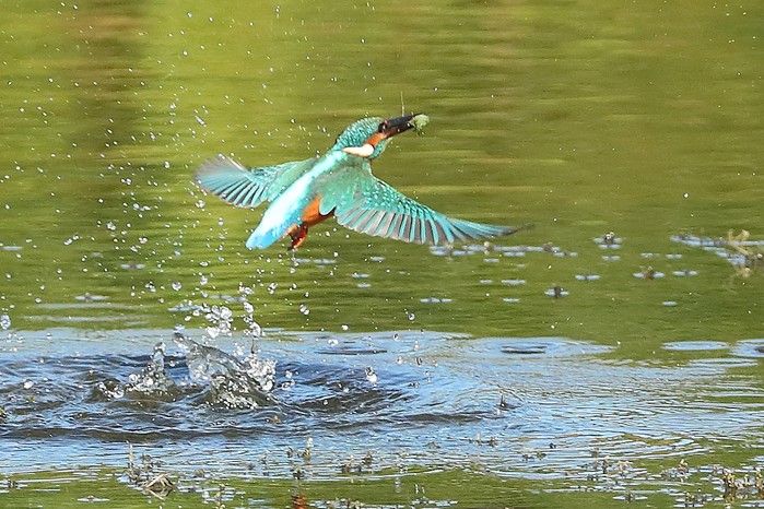 Kingfisher