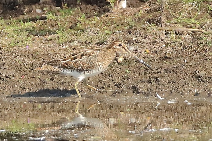 Snipe