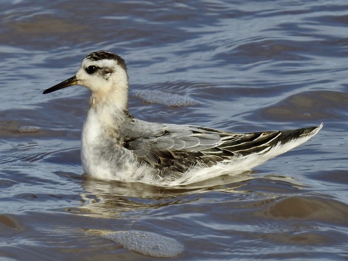 Grey Phalarope