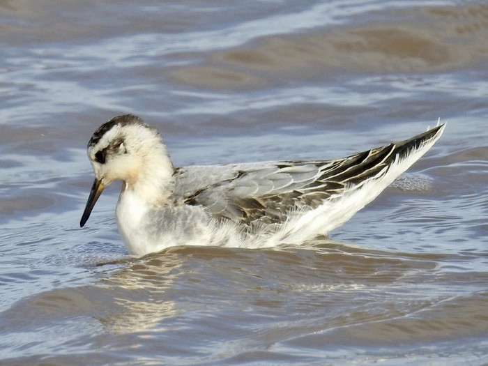 Grey Phalarope