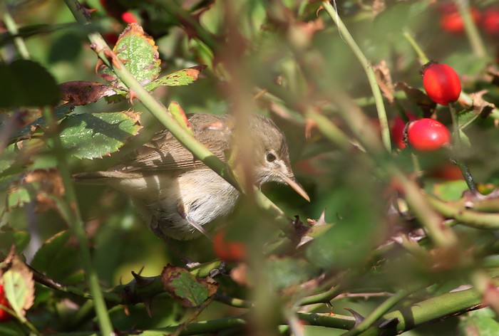 Eastern Olivaceous Warbler