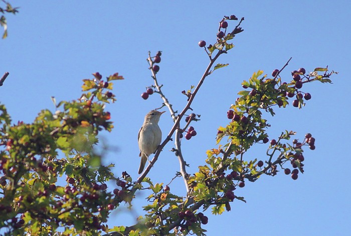Eastern Olivaceous Warbler
