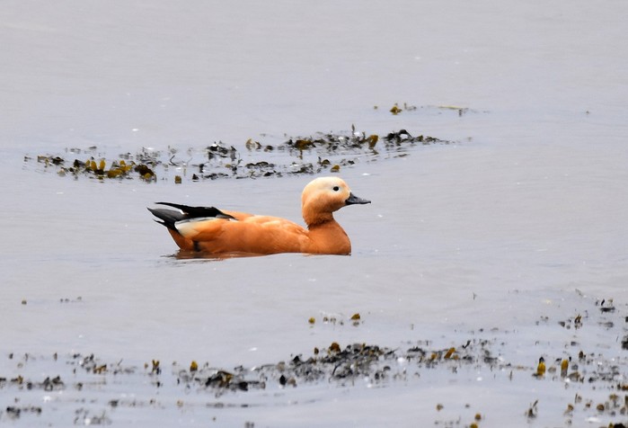Ruddy Shelduck