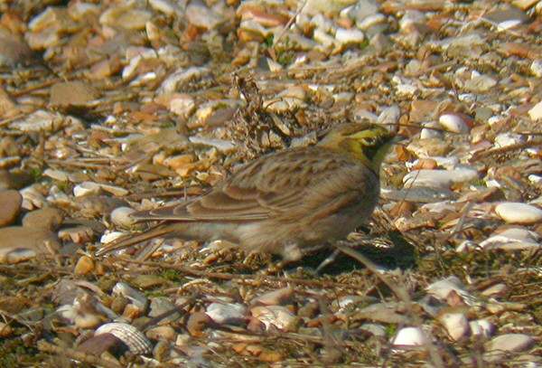 Shorelark