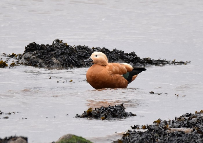 Ruddy Shelduck