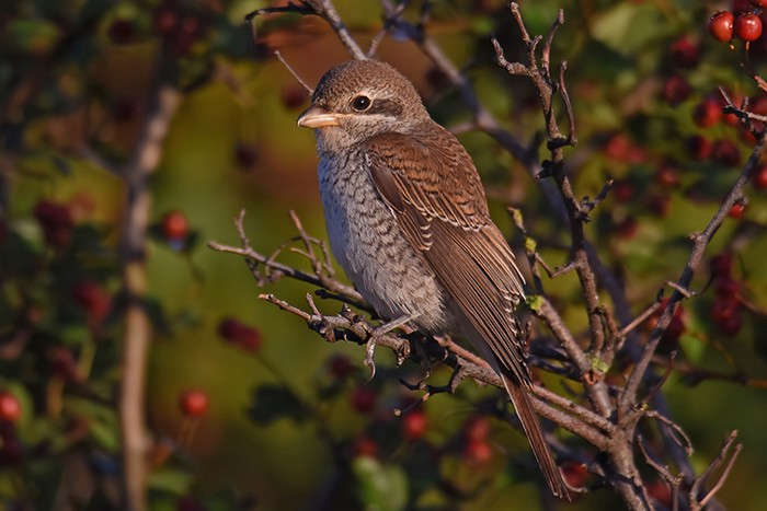 Red-backed Shrike