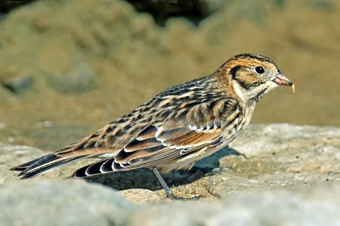 Lapland Bunting