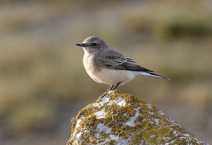 Eastern Black-eared Wheatear