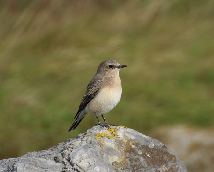 Eastern Black-eared Wheatear